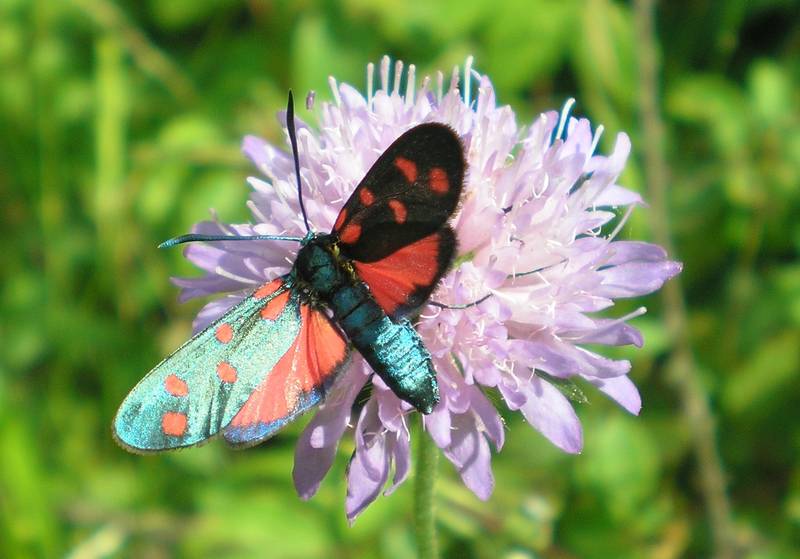 Zygaenidae dell''Umbria da identificare